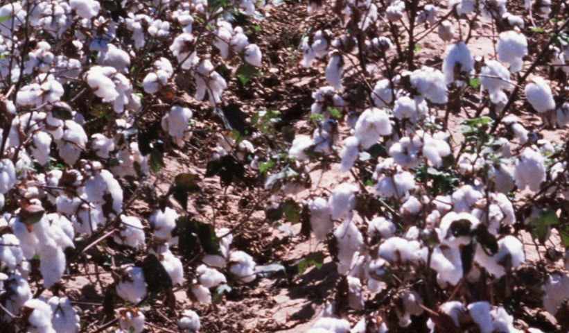 Pima Cotton